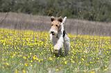 FOX TERRIER 345